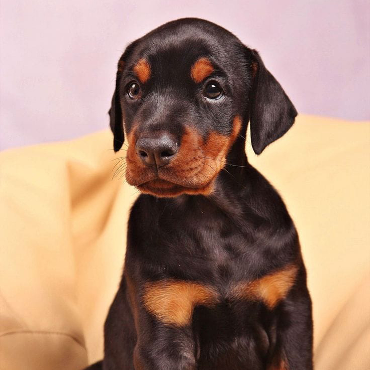 Doberman Pinscher